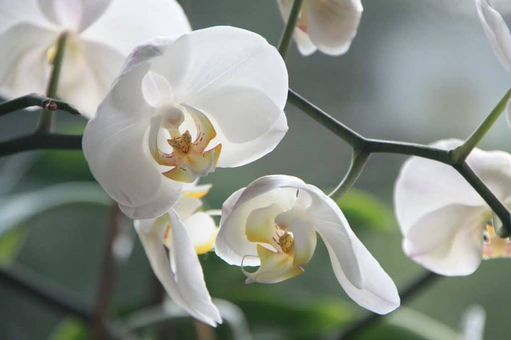 flores chinas orquideas