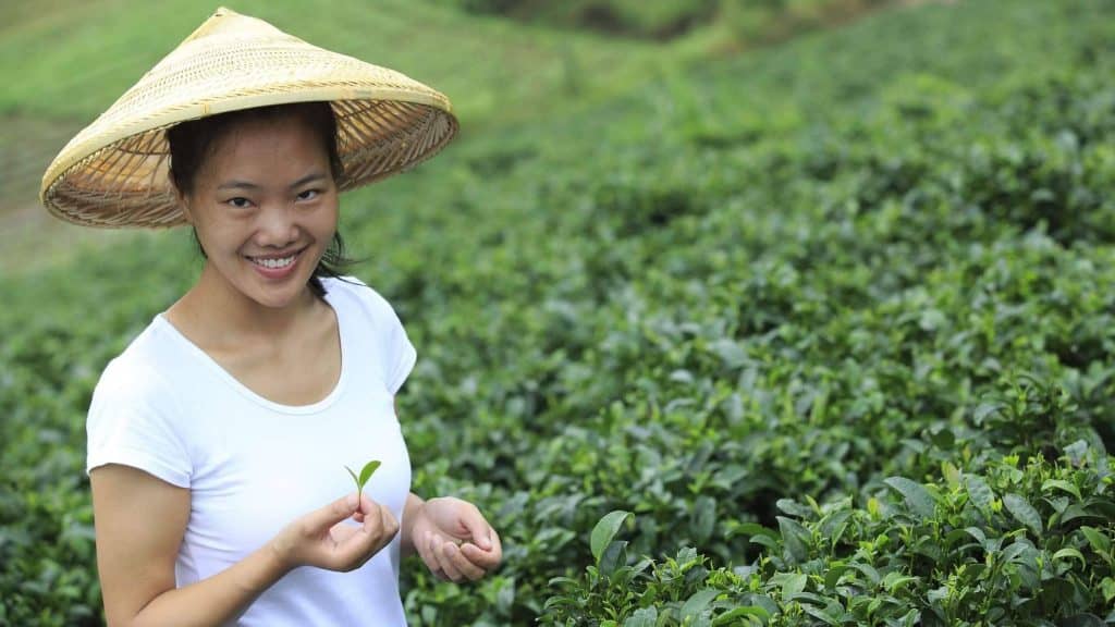 chinese tea crops