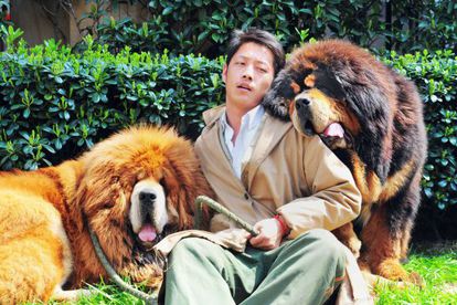 perros en china